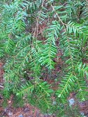 Tsuga chinensis