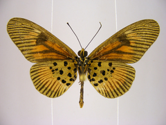 Acraea orinata