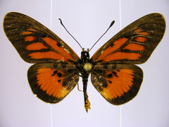 Acraea orinata