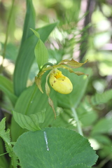 Cypripedium parviflorum pubescens