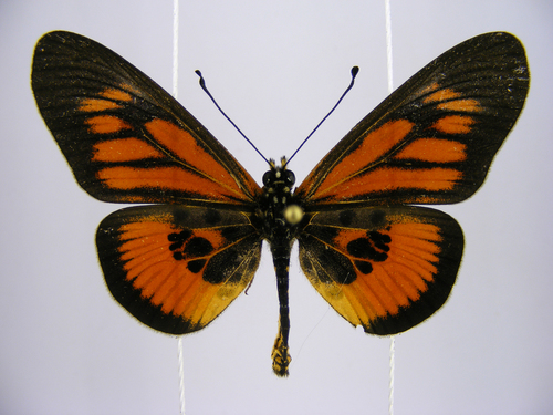 Equatorial Dark-veined Amber