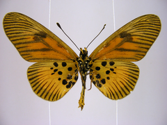 Acraea orinata
