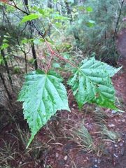 Acer morrisonense