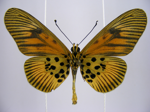 Equatorial Dark-veined Amber