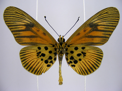 Acraea orinata