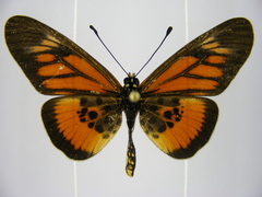 Acraea orinata