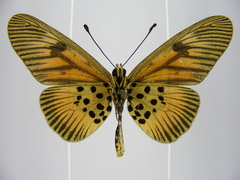 Acraea orinata
