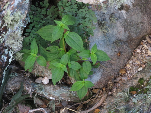 Chaetogastra paratropica