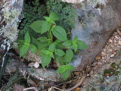 Chaetogastra paratropica
