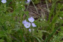 Phacelia purshii