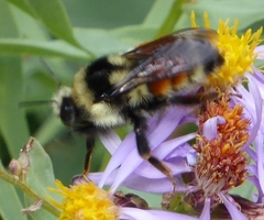 Bombus bifarius