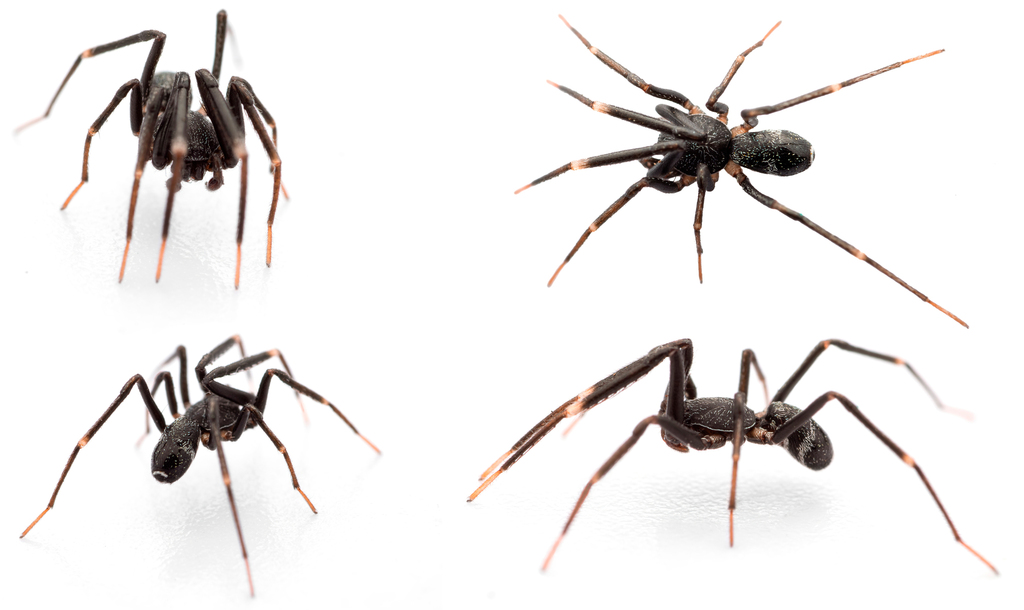 Liophrurillus flavitarsis