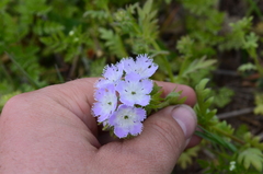 Phacelia purshii