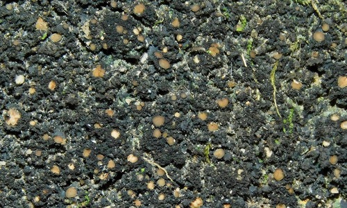 Massalongia microphylliza