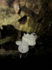 Favolaschia pustulosa