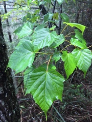 Acer morrisonense