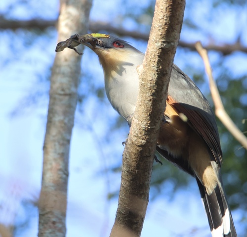 Hispaniolan Lizard Cuckoo (Coccyzus longirostris), photo 9