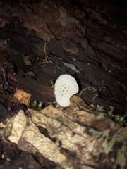 Favolaschia pustulosa