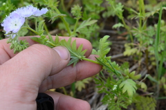 Phacelia purshii