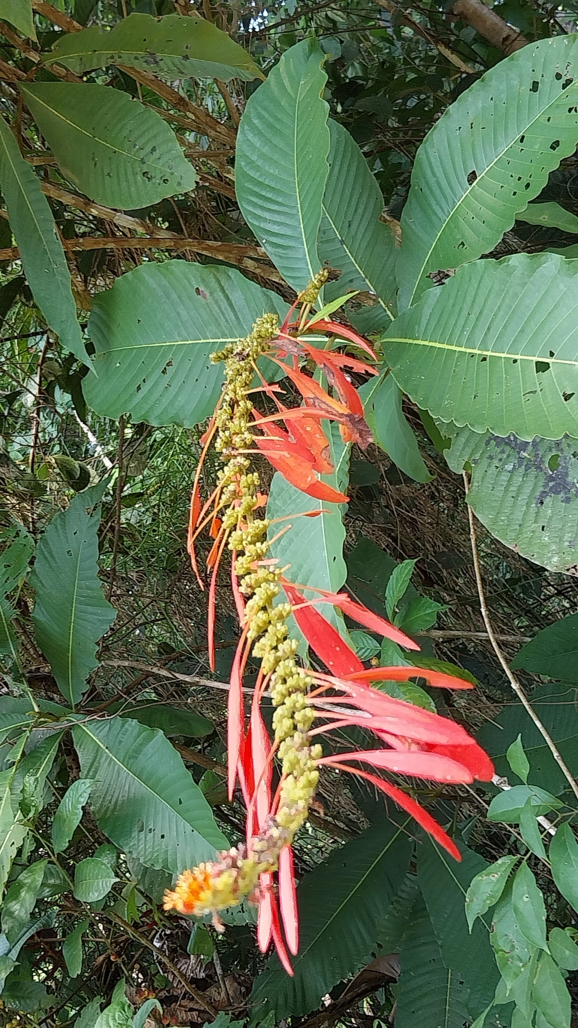 Warszewiczia coccinea