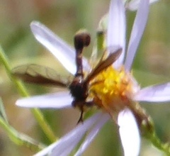 Physocephala marginata