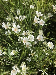 Limnanthes