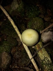 Psilocybe weraroa