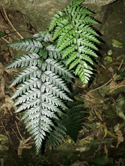 Polystichum neozelandicum
