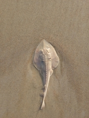 Glaucostegus obtusus