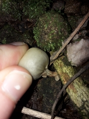 Psilocybe weraroa