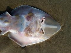 Glaucostegus obtusus