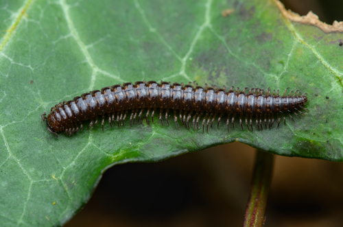 Pyrgocyphosoma arvernum