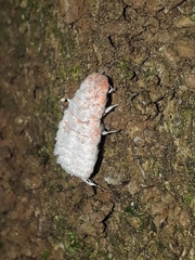 Coelostomidia zealandica