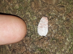Coelostomidia zealandica