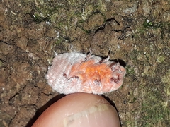 Coelostomidia zealandica