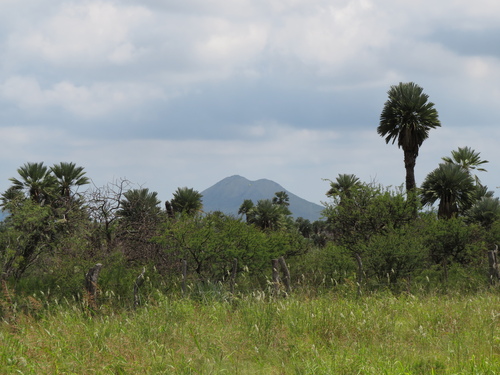Image of Trithrinax campestris by (c) Ezequiel Vera, some rights reserved (CC BY)