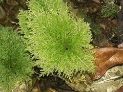 Dendrohypopterygium filiculiforme