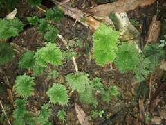 Dendrohypopterygium filiculiforme