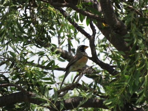 Many-colored Chaco Finch (Saltatricula multicolor), photo 10