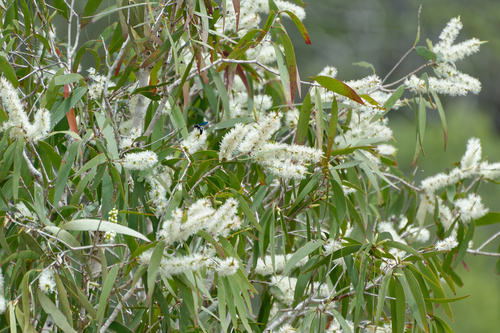 Melaleuca leucadendra