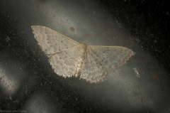 Idaea eretmopus