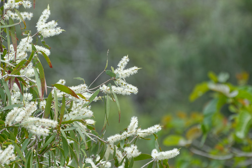 Melaleuca leucadendra