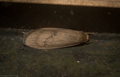 Lambula obliquilinea