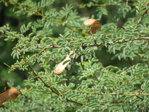 Image of Senegalia gilliesii by (c) Ezequiel Vera, some rights reserved (CC BY)