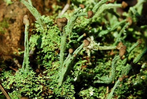 turban cup lichen
