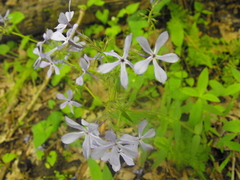 Phlox divaricata laphamii