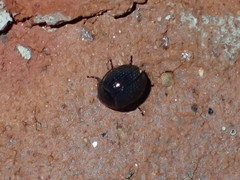 Germarostes globosus