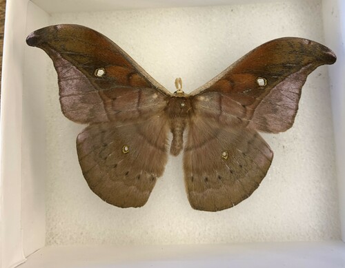 Copaxa curvilinea