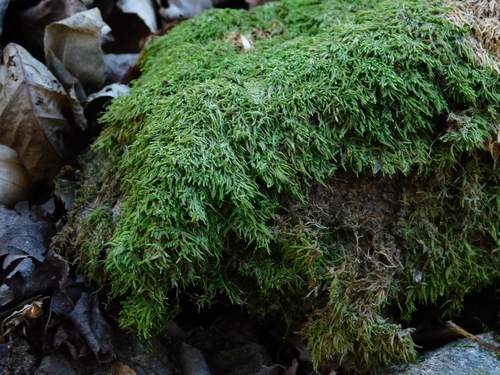 Schwetschkeopsis fabronia