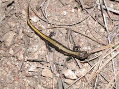 Plethodon idahoensis